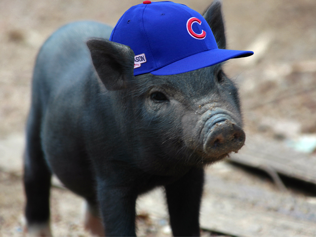 Given enough beer and hot dog vendors working the aggregate crowd, Cub fans and pork producers alike could be easily enticed to exchange cheers for the opening of the baseball season and the expansionary takeaway of the March 1 Hogs and Pigs report. (Pig by be_khe, CC BY 2.0; DTN photo illustration by Nick Scalise)